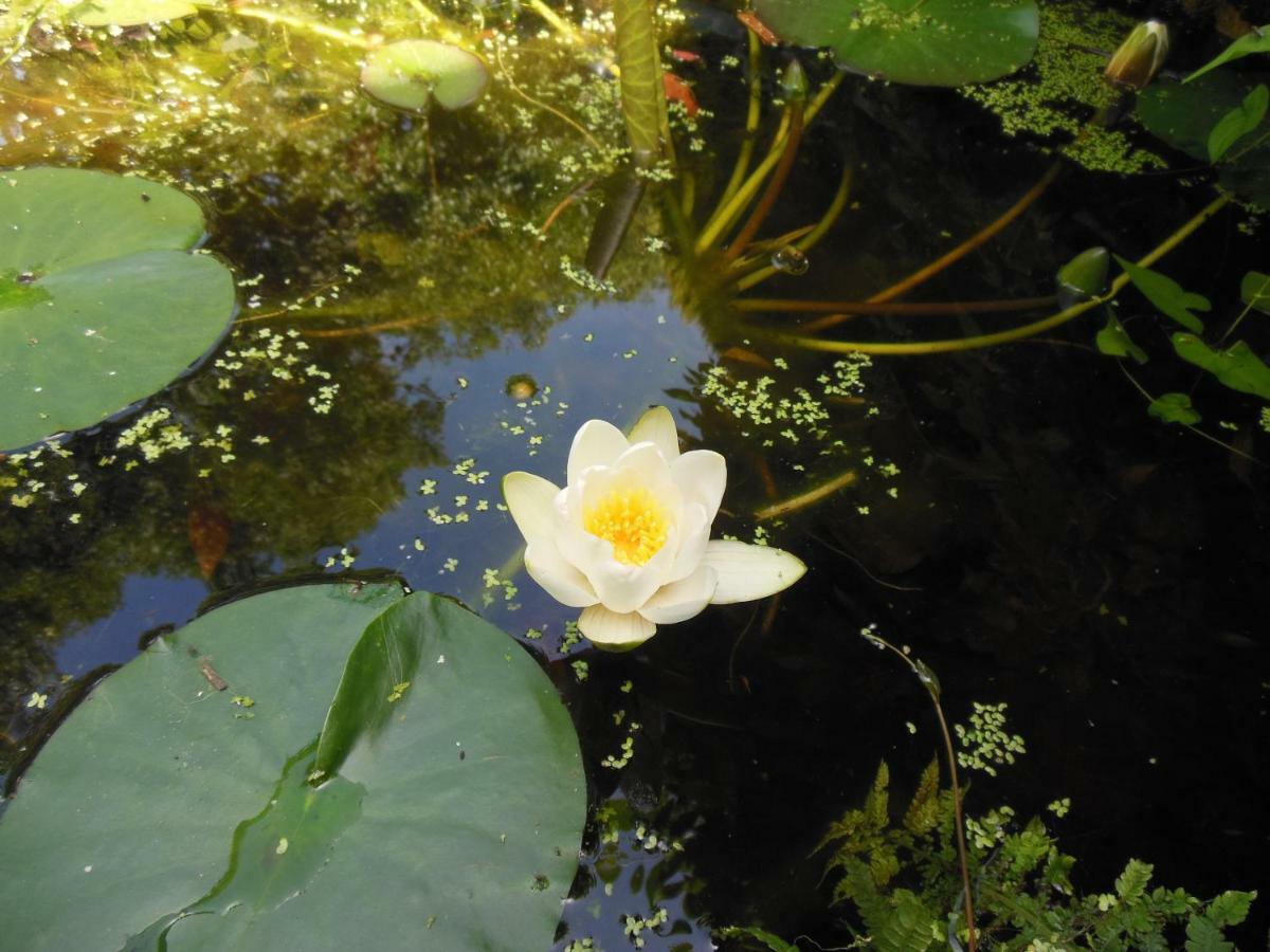 B&B Landgoed Sonneborghe Kollumerzwaag Bagian luar foto