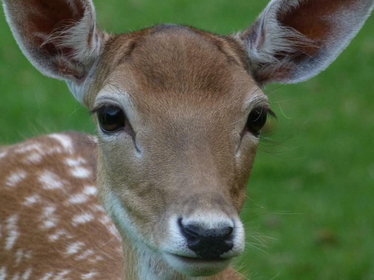 B&B Landgoed Sonneborghe Kollumerzwaag Bagian luar foto